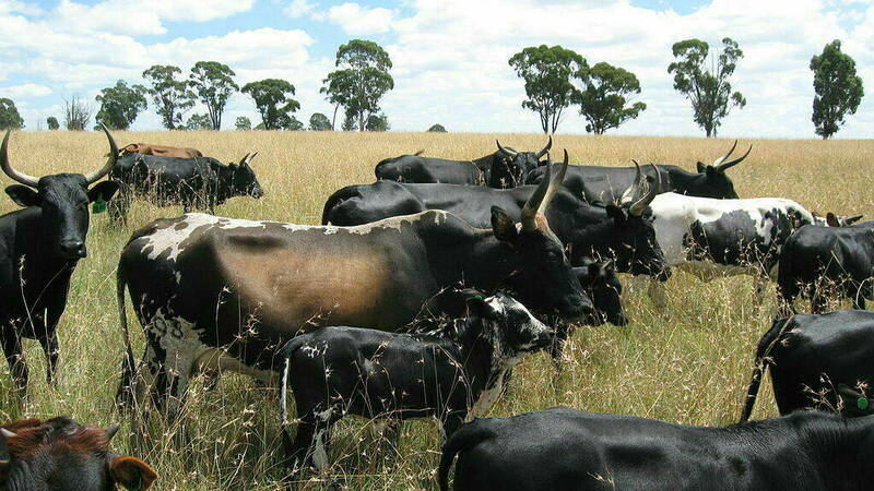 C 1024px Nguni Cattle