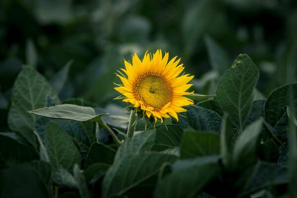 close-up of single sunflower in field