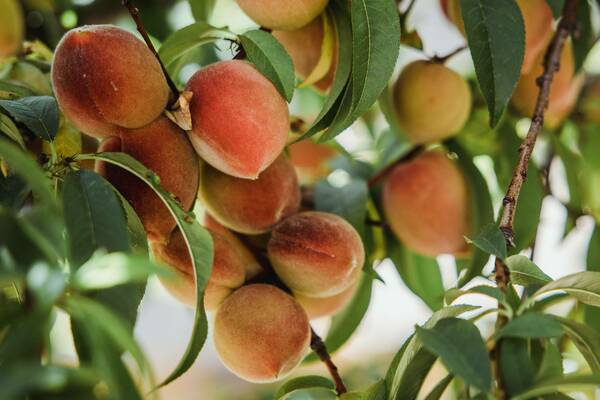 Peaches hanging from a peach tree