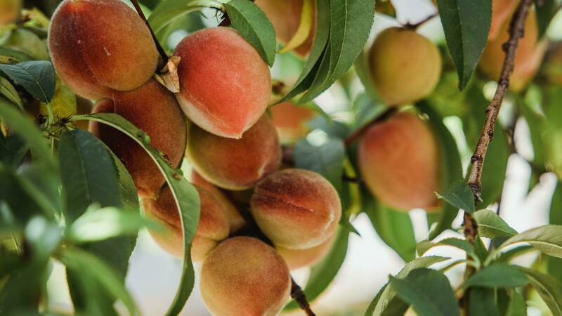 Peaches hanging from a peach tree