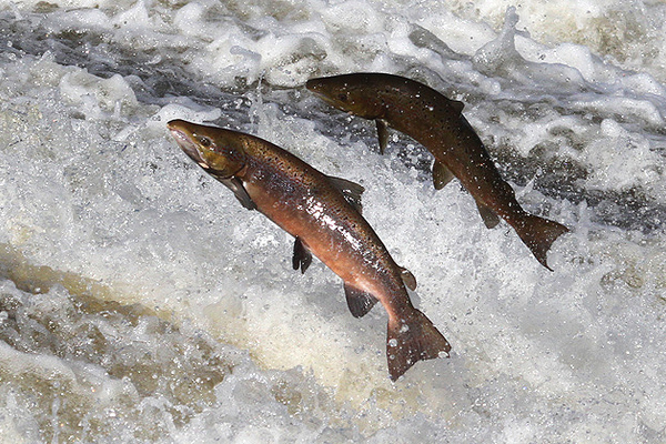Two salmon jumping out of the water