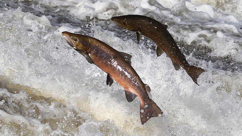 Two salmon jumping out of the water