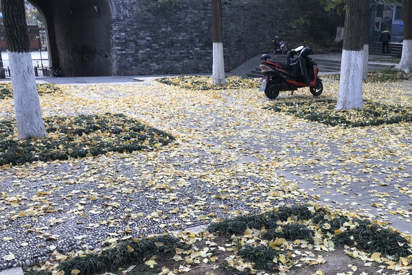 A motorized scooter sits on a concrete path, surrounded by trees. The sidewalk is covered with yellow leaves.