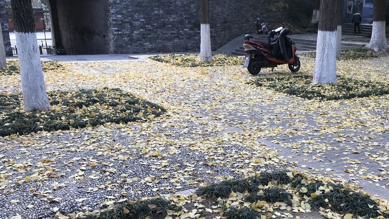 A motorized scooter sits on a concrete path, surrounded by trees. The sidewalk is covered with yellow leaves.