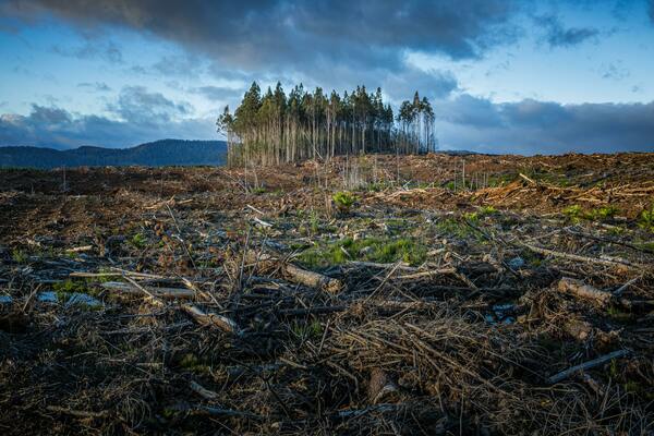 A group of trees stands in a deforested area against a mountainous backdrop.