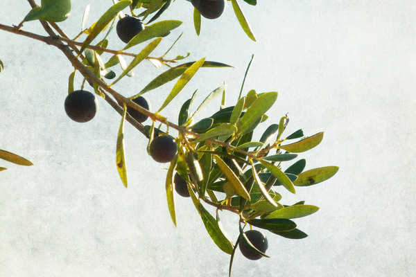 An image of an olive branch