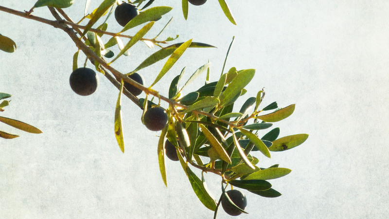 An image of an olive branch