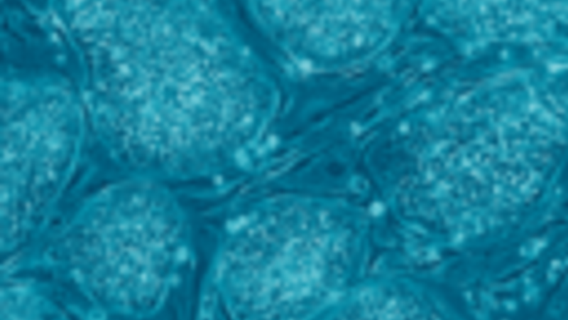 C 128px Human Embryonic Stem Cells Only A