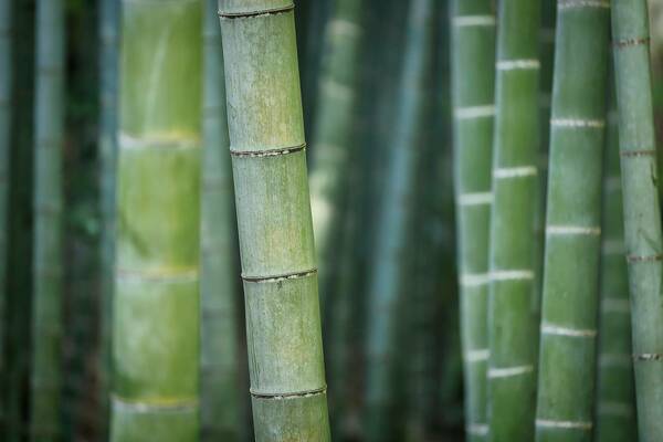 Close-up image of bamboo