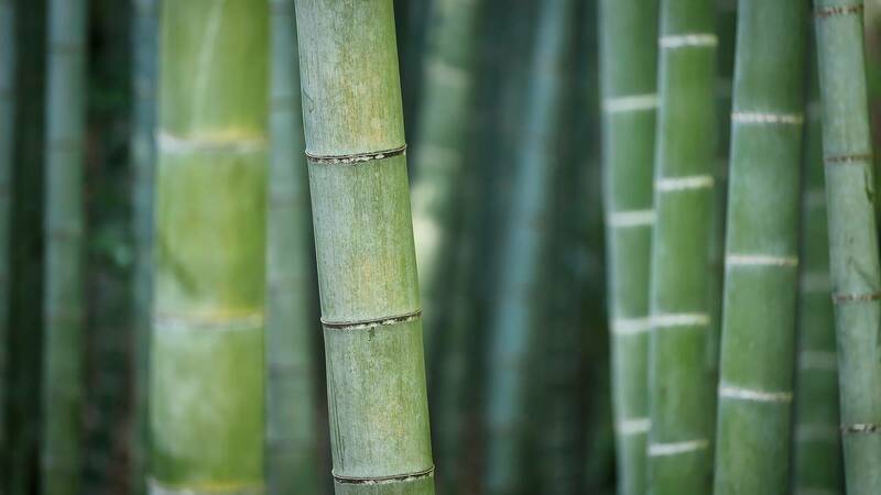 Close-up image of bamboo