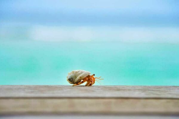 a hermit crab on wood against a blurry, greenish ocean backdrop