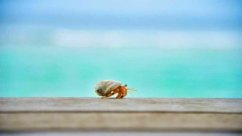 a hermit crab on wood against a blurry, greenish ocean backdrop