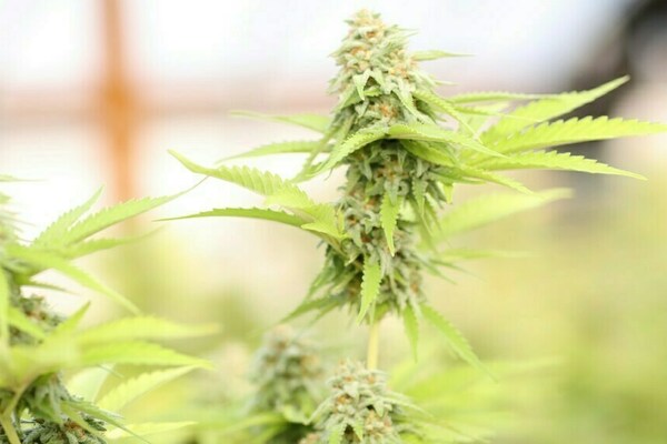 Crop of marijuana plants